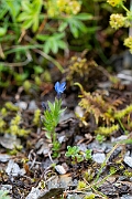 David Plant Photography - Wildlife Photography - Alpine gentian - F