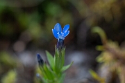 David Plant Photography - Wildlife Photography - Alpine gentian - G