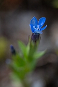 David Plant Photography - Wildlife Photography - Alpine gentian - H
