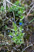 David Plant Photography - Wildlife Photography - Alpine gentian - I