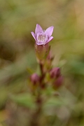 David Plant Photography - Wildlife Photography - Autumn gentian - G