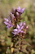 David Plant Photography - Wildlife Photography - Chiltern gentian - M