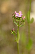 David Plant Photography - Wildlife Photography - Common centaury - A