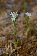 David Plant Photography - Wildlife Photography - Common centaury - B