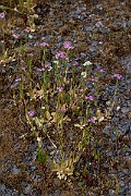 David Plant Photography - Wildlife Photography - Common centaury - C