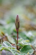 David Plant Photography - Wildlife Photography - Early gentian - A