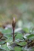 David Plant Photography - Wildlife Photography - Early gentian - B