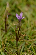 David Plant Photography - Wildlife Photography - Field gentian - A