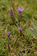 David Plant Photography - Wildlife Photography - Field gentian - B