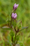 David Plant Photography - Wildlife Photography - Field gentian - C
