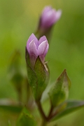David Plant Photography - Wildlife Photography - Field gentian - D
