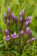 David Plant Photography - Wildlife Photography - Field gentian - E