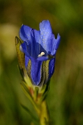 David Plant Photography - Wildlife Photography - Marsh gentian - A