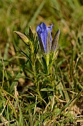 David Plant Photography - Wildlife Photography - Marsh gentian - C
