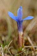 David Plant Photography - Wildlife Photography - Spring gentian - B