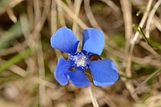 David Plant Photography - Wildlife Photography - Spring gentian - C