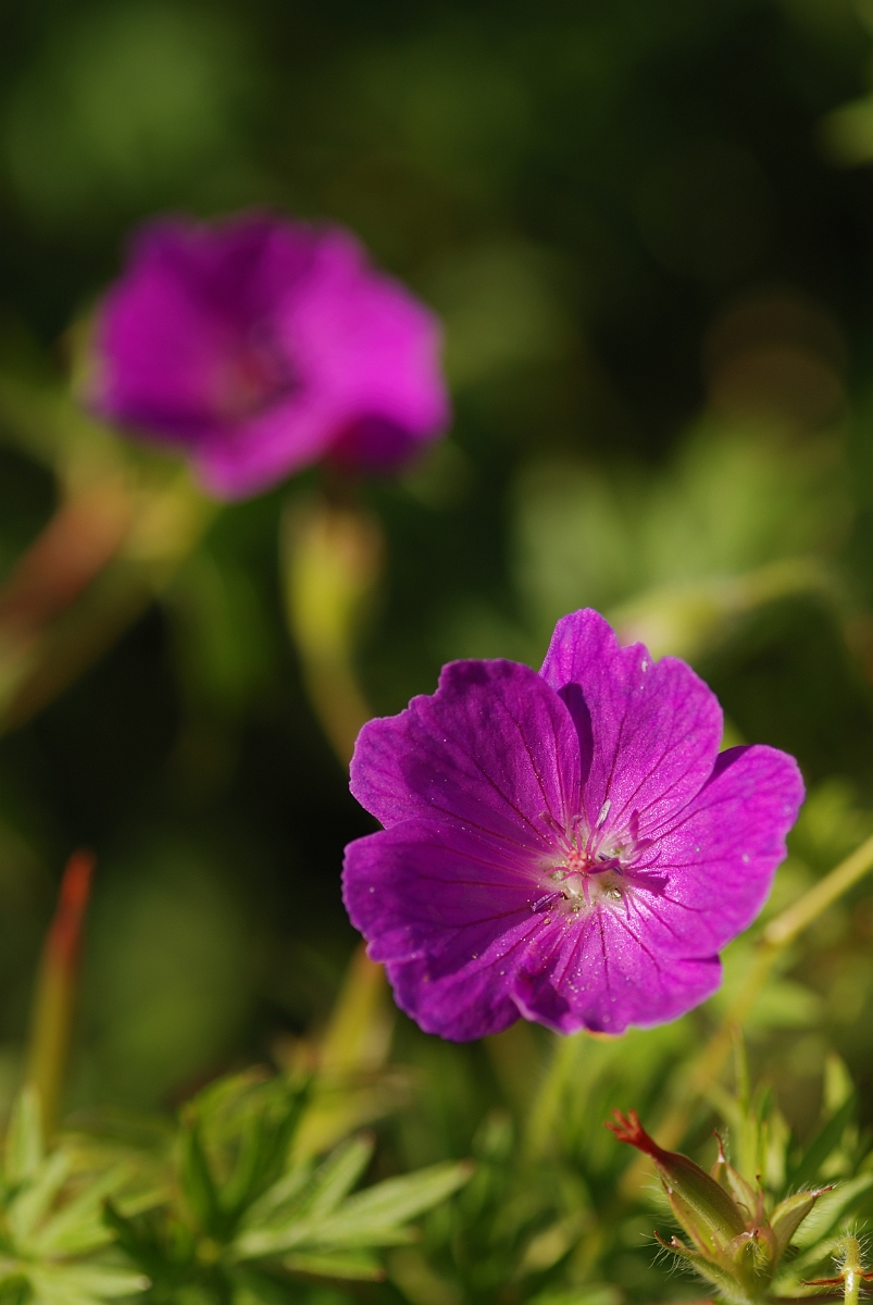 David Plant Photography - Wildlife Photography - Bloody cranesbill - B.jpg - Bloody cranesbill - Gloucestershire