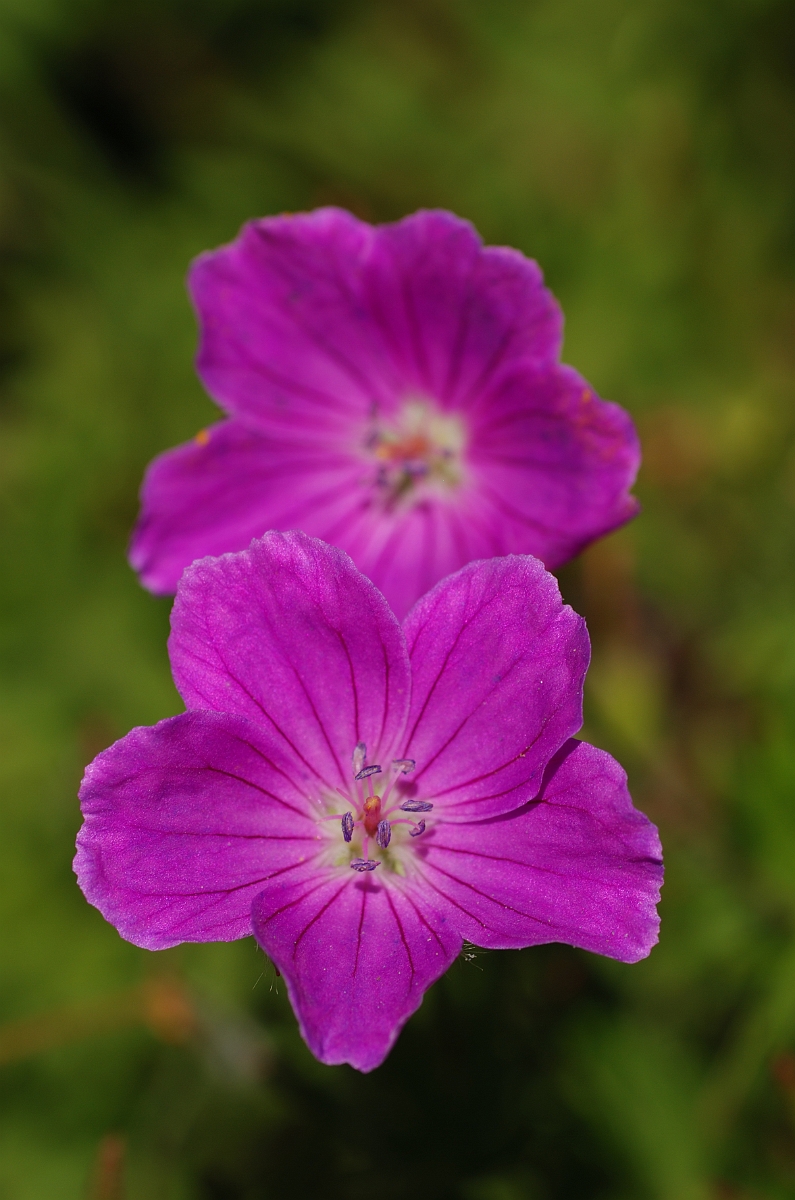 David Plant Photography - Wildlife Photography - Bloody cranesbill - C.jpg - Bloody cranesbill flowers - Cotswolds