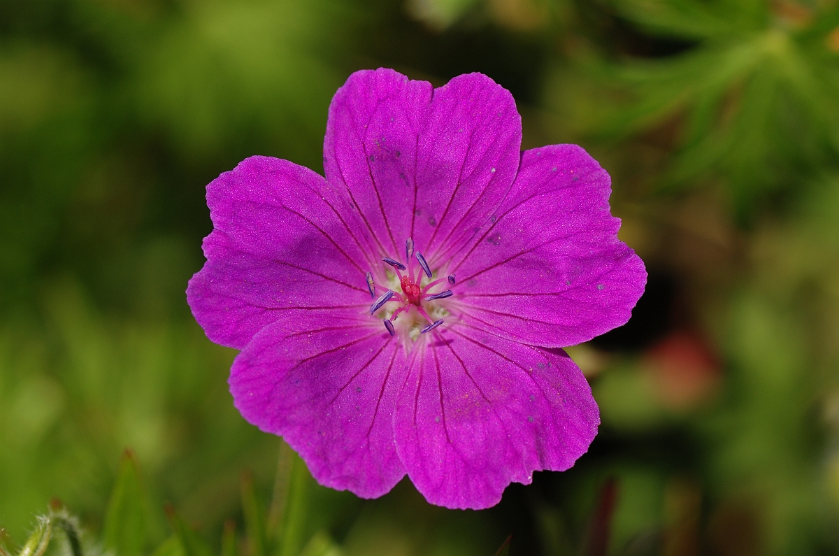 David Plant Photography - Wildlife Photography - Bloody cranesbill - D.jpg - Bloody cranesbill flower - Cotswolds