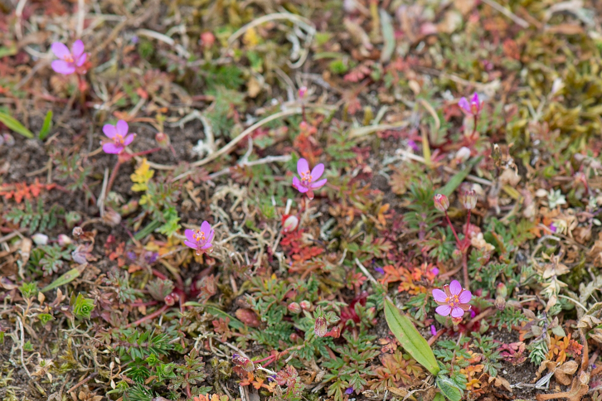 David Plant Photography - Wildlife Photography - Common storksbill - C.JPG - Common storksbill - Suffolk