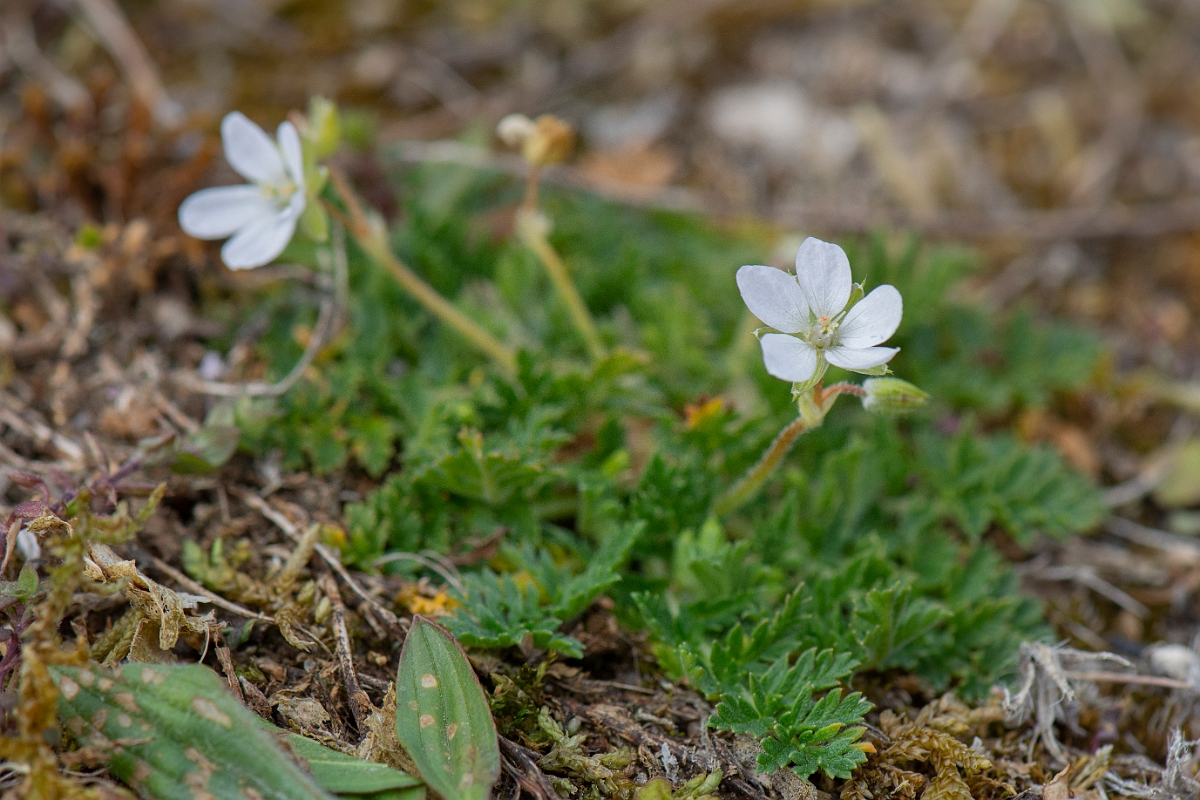 David Plant Photography - Wildlife Photography - Common storksbill - F.JPG - Common storksbill white form - Suffolk