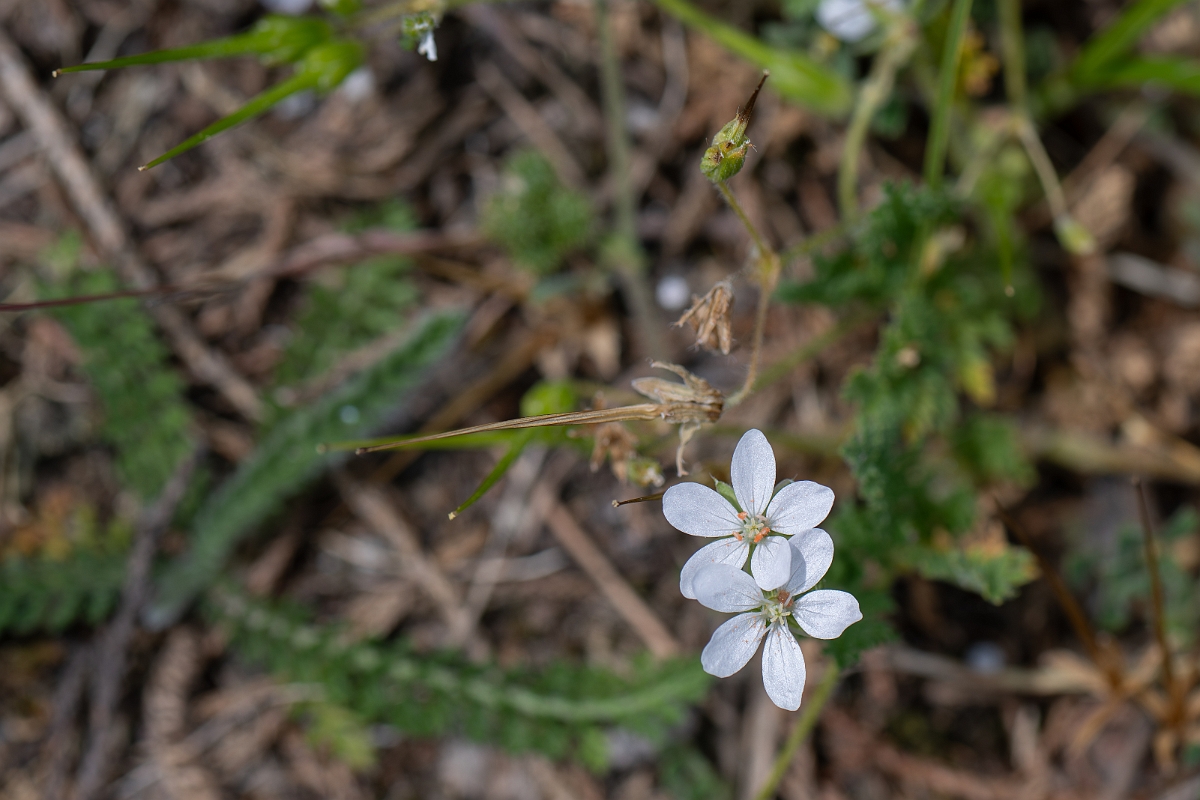 David Plant Photography - Wildlife Photography - Common storksbill - K.jpg - Common storksbill - Suffolk