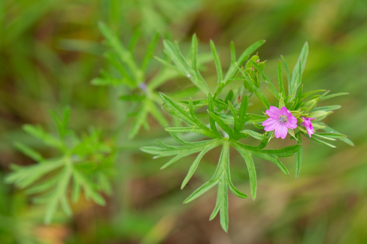 David Plant Photography - Wildlife Photography - Cut-leaved cranesbill - A.JPG - Cut-leaved cranesbill - Cambridgeshire