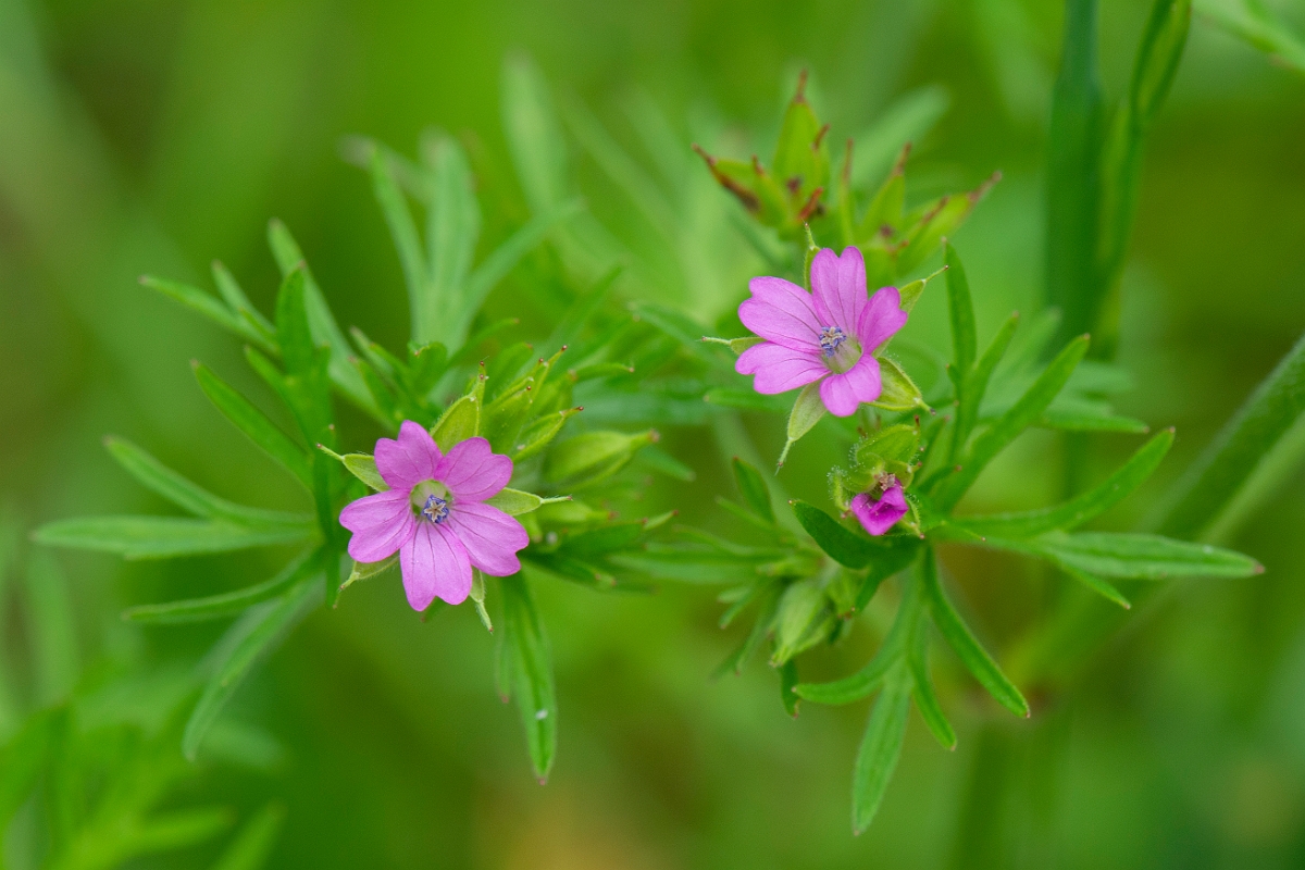 David Plant Photography - Wildlife Photography - Cut-leaved cranesbill - B.JPG - Cut-leaved cranesbill - Cambridgeshire
