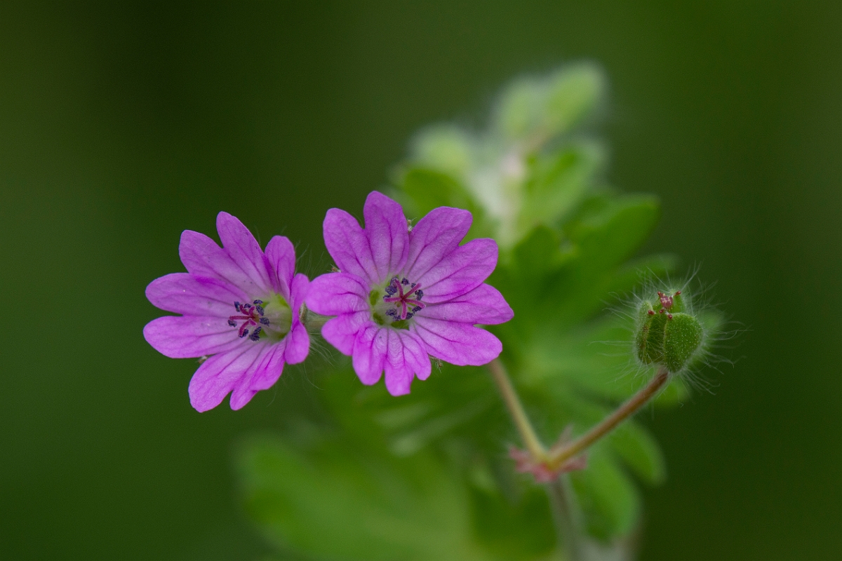 David Plant Photography - Wildlife Photography - Dovesfoot cranesbill - D.JPG - Dovesfoot cranesbill flowers - Suffolk