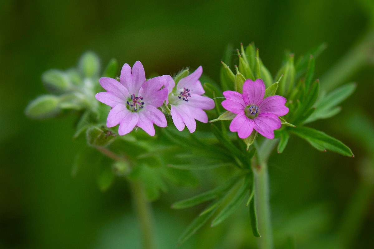 David Plant Photography - Wildlife Photography - Dovesfoot cranesbill - E.JPG - Dovesfoot cranesbill flowers and cut-leaved cranesbill flower - Cambridgeshire