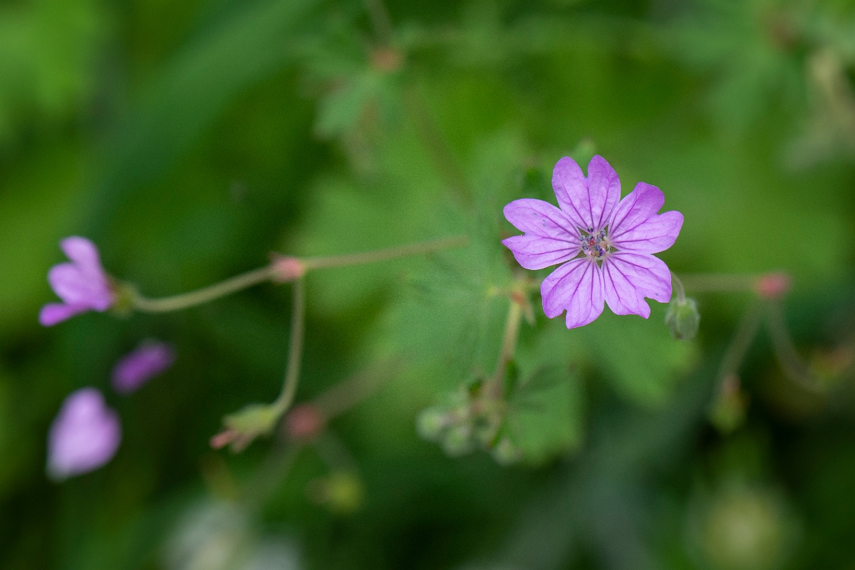 David Plant Photography - Wildlife Photography - Hedgerow cranesbill - B.JPG - Hedgerow cranesbill - Cambridgeshire