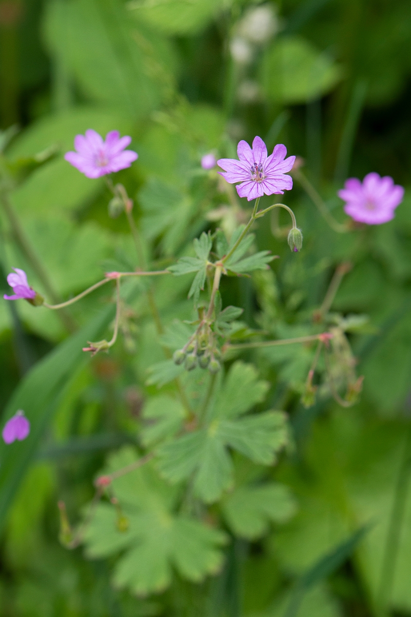 David Plant Photography - Wildlife Photography - Hedgerow cranesbill - C.JPG - Hedgerow cranesbill - Cambridgeshire