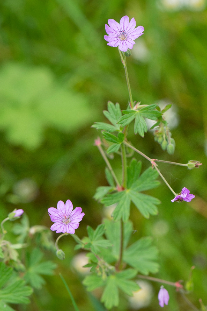 David Plant Photography - Wildlife Photography - Hedgerow cranesbill - D.JPG - Hedgerow cranesbill - Cambridgeshire
