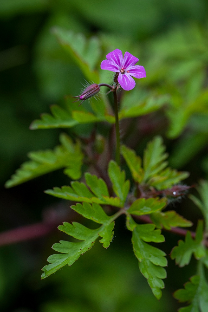 David Plant Photography - Wildlife Photography - Herb robert - E.JPG - Herb robert - Cotswolds