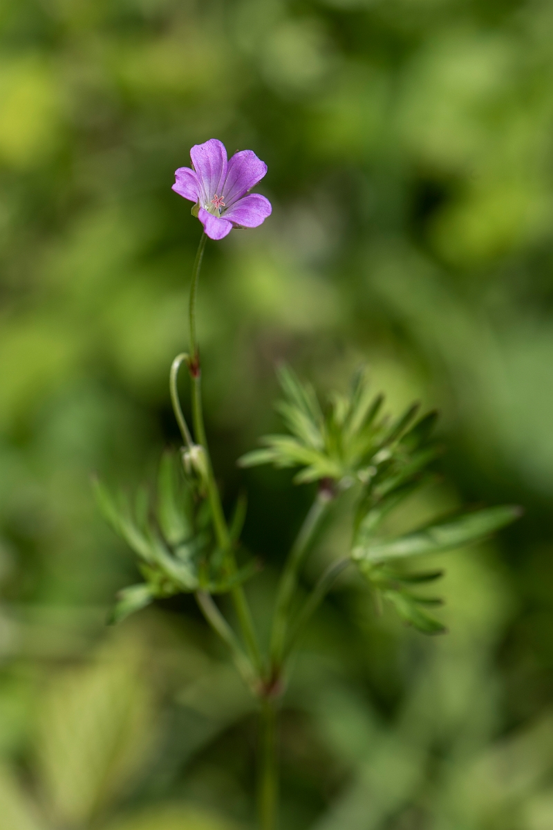 David Plant Photography - Wildlife Photography - Long-stalked cranesbill - A.JPG - Long-stalked cranesbill - Kent