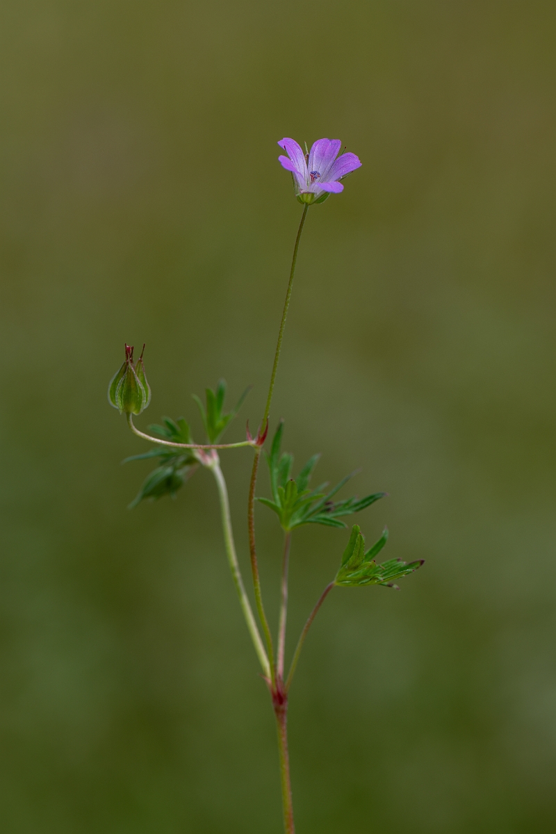 David Plant Photography - Wildlife Photography - Long-stalked cranesbill - C.jpg - Long-stalked cranesbill - Kent