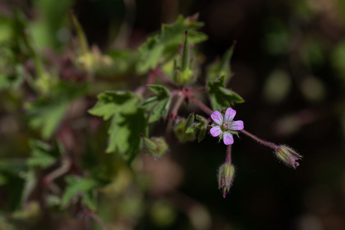 David Plant Photography - Wildlife Photography - Round-leaved cranesbill - E.jpg - Round-leaved cranesbill - Suffolk