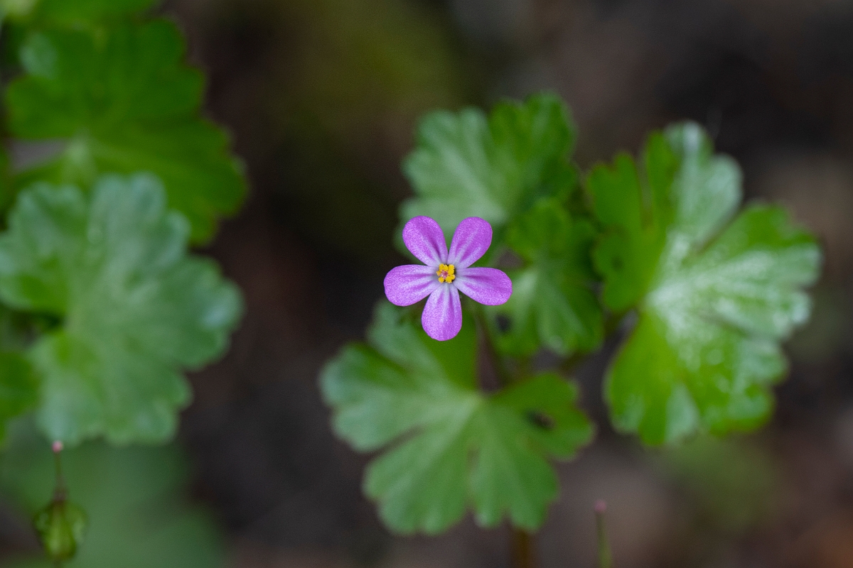 David Plant Photography - Wildlife Photography - Shining cranesbill - B.JPG - Shining cranesbill - Cotswolds