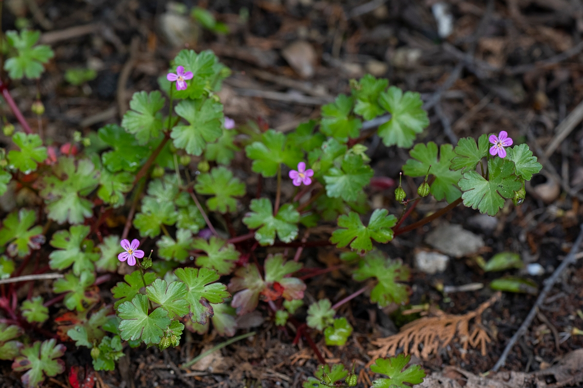 David Plant Photography - Wildlife Photography - Shining cranesbill - D.JPG - Shining cranesbill - Cotswolds