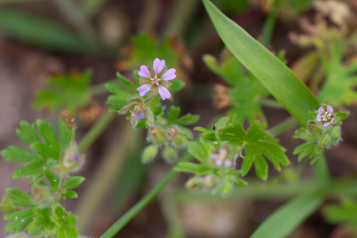 David Plant Photography - Wildlife Photography - Small-flowered cranesbill - A.JPG - Small-flowered cranesbill - Suffolk