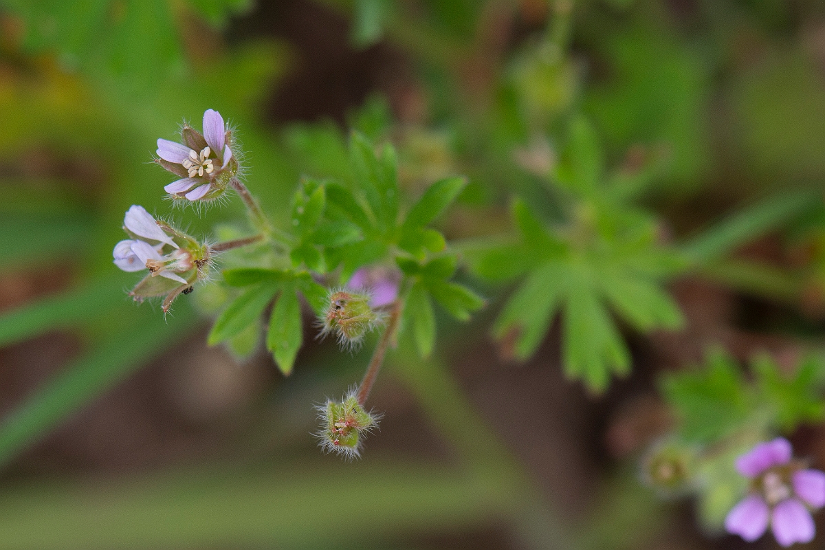 David Plant Photography - Wildlife Photography - Small-flowered cranesbill - B.JPG - Small-flowered cranesbill - Suffolk