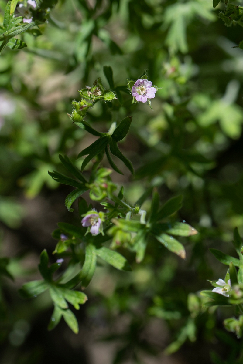 David Plant Photography - Wildlife Photography - Small-flowered cranesbill - C.JPG - Small-flowered cranesbill - Lincolnshire