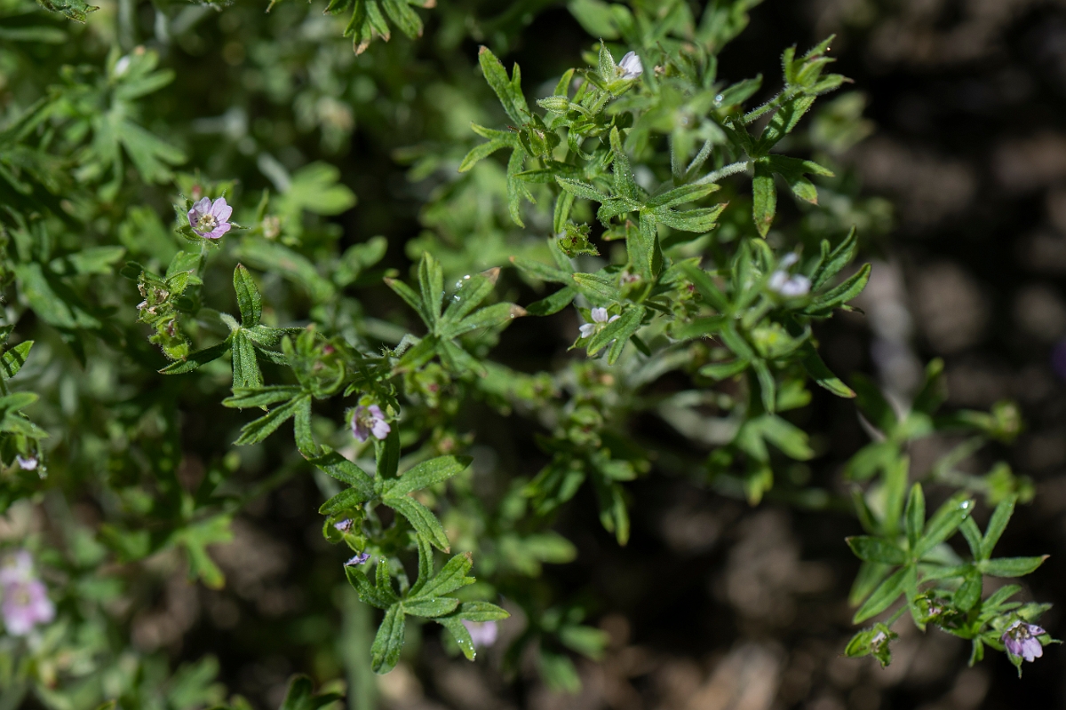 David Plant Photography - Wildlife Photography - Small-flowered cranesbill - D.JPG - Small-flowered cranesbill - Lincolnshire