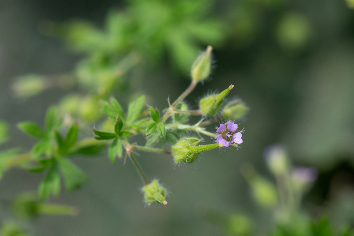 David Plant Photography - Wildlife Photography - Small-flowered cranesbill - F.jpg - Small-flowered cranesbill - Kent