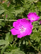 David Plant Photography - Wildlife Photographer - Bloody cranesbill flower - A