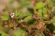 David Plant Photography - Wildlife Photographer - Round-leaved cranesbill - A