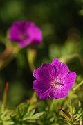 David Plant Photography - Wildlife Photography - Bloody cranesbill - B