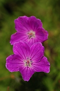 David Plant Photography - Wildlife Photography - Bloody cranesbill - C