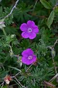David Plant Photography - Wildlife Photography - Bloody cranesbill - E