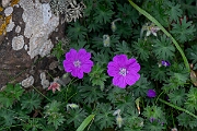 David Plant Photography - Wildlife Photography - Bloody cranesbill - F